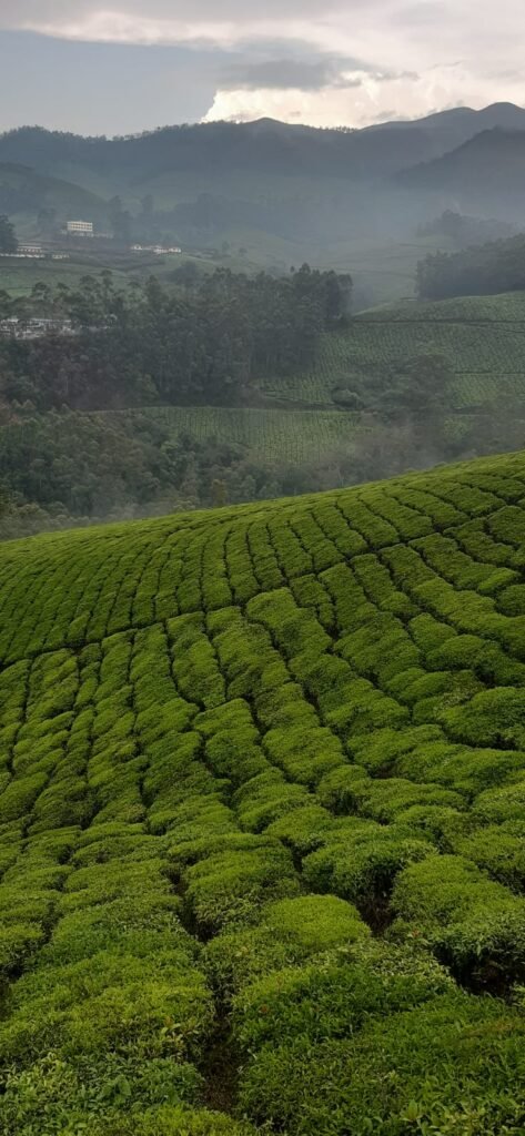 Munnar tea estate, April 2023
